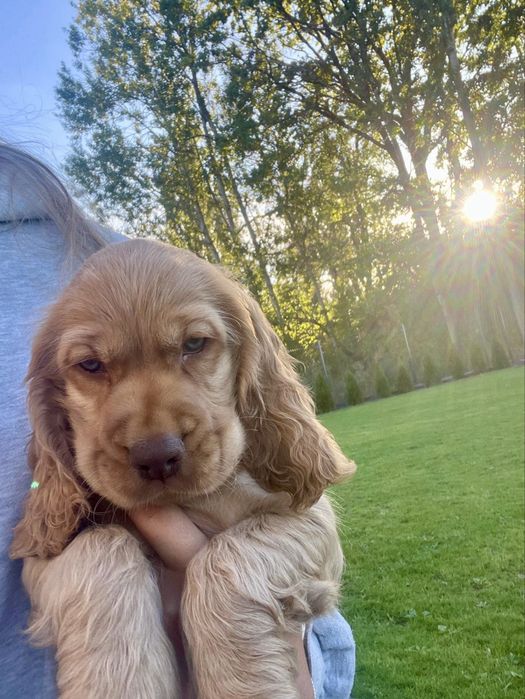 Cocker spaniel angielski