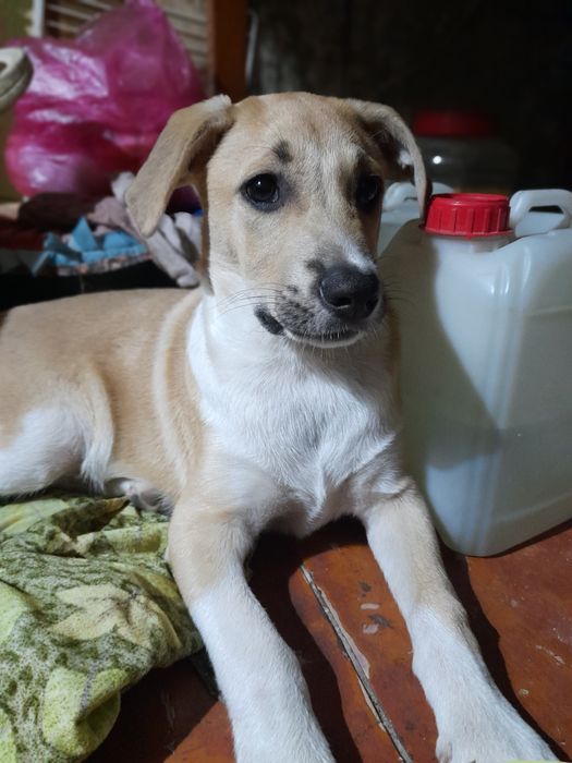 Песик метіс 3 місяці.