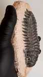 Trylobit Crotalocephalus.