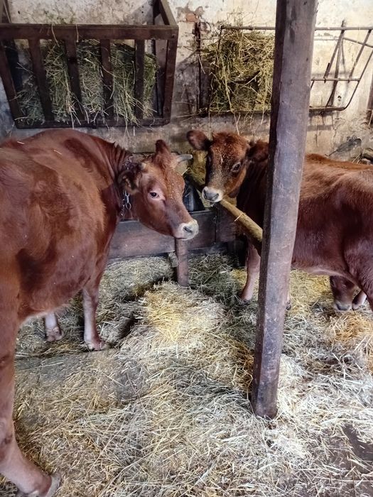 Джерсейська Тільна телиця