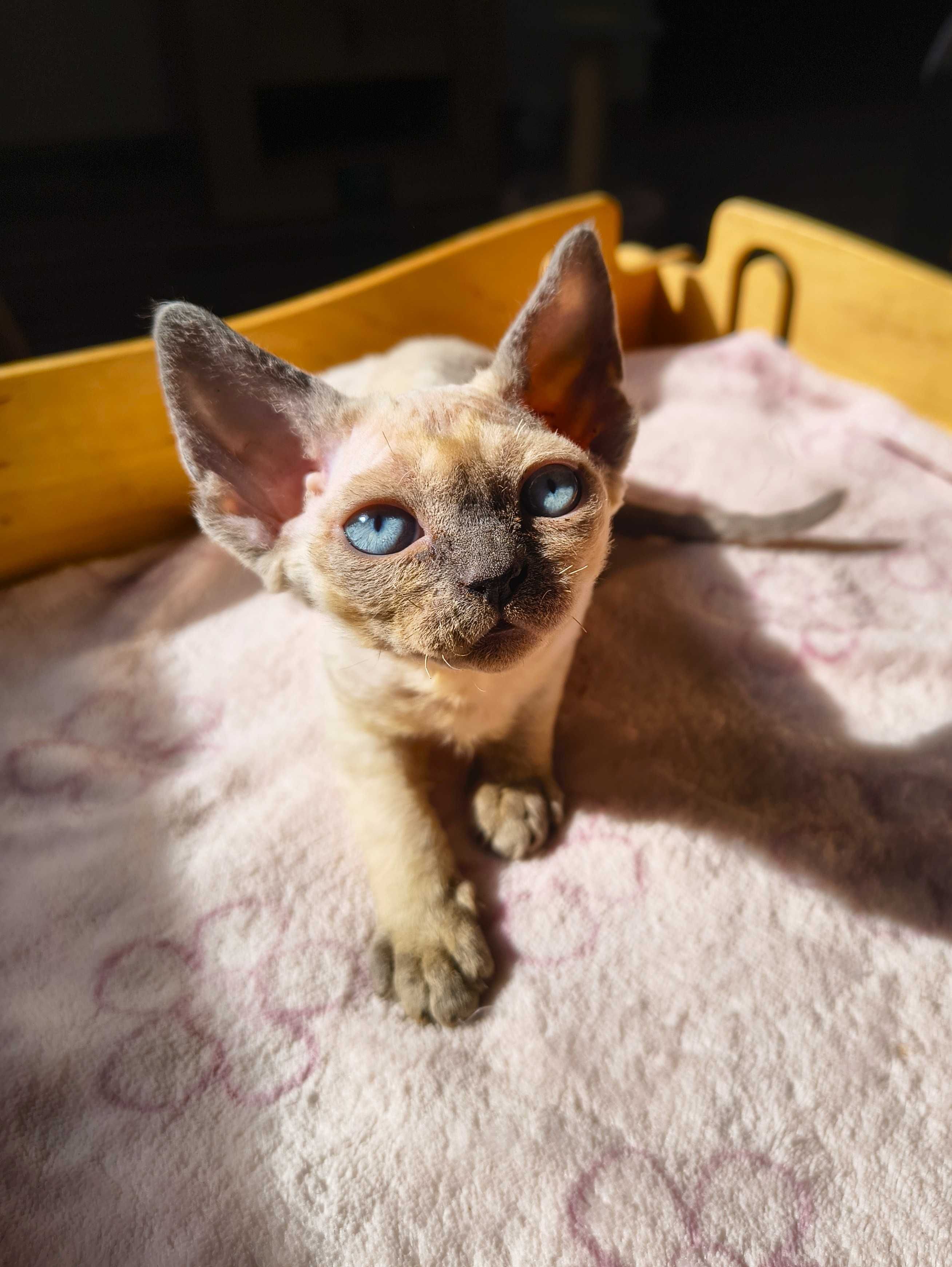 Koteczka Devon Rex ZANDAJA Sali Cat*PL