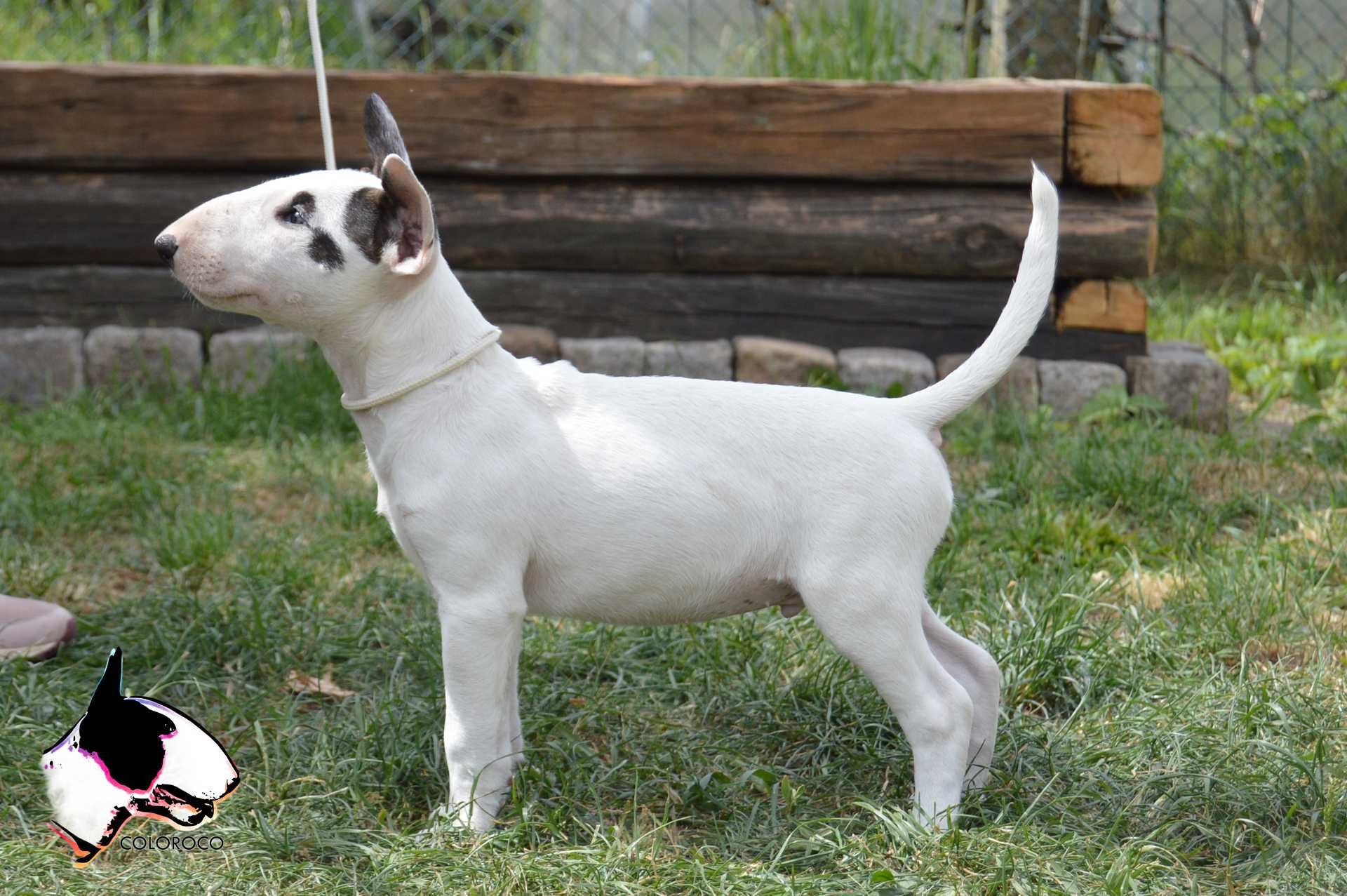 Bullterrier, bullterier, bulterier standard biały pies KROPEK