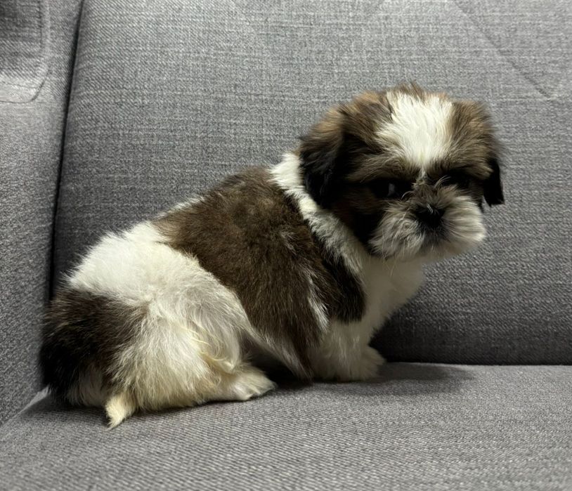 Suczka SHIH TZU o