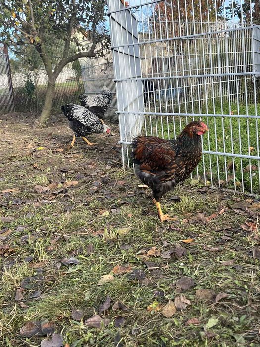 Koguty wyandotte olbrzymie