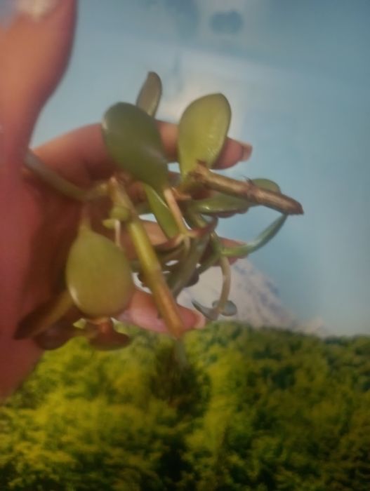 Отростки денежного дерева