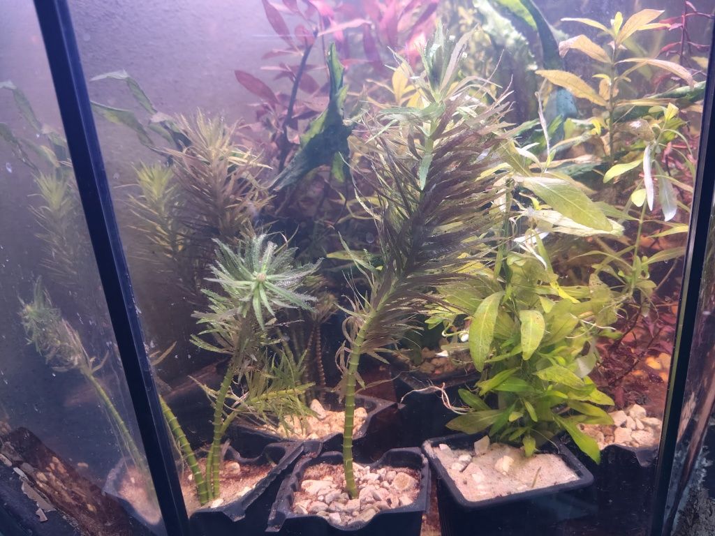 Plantas  aquário