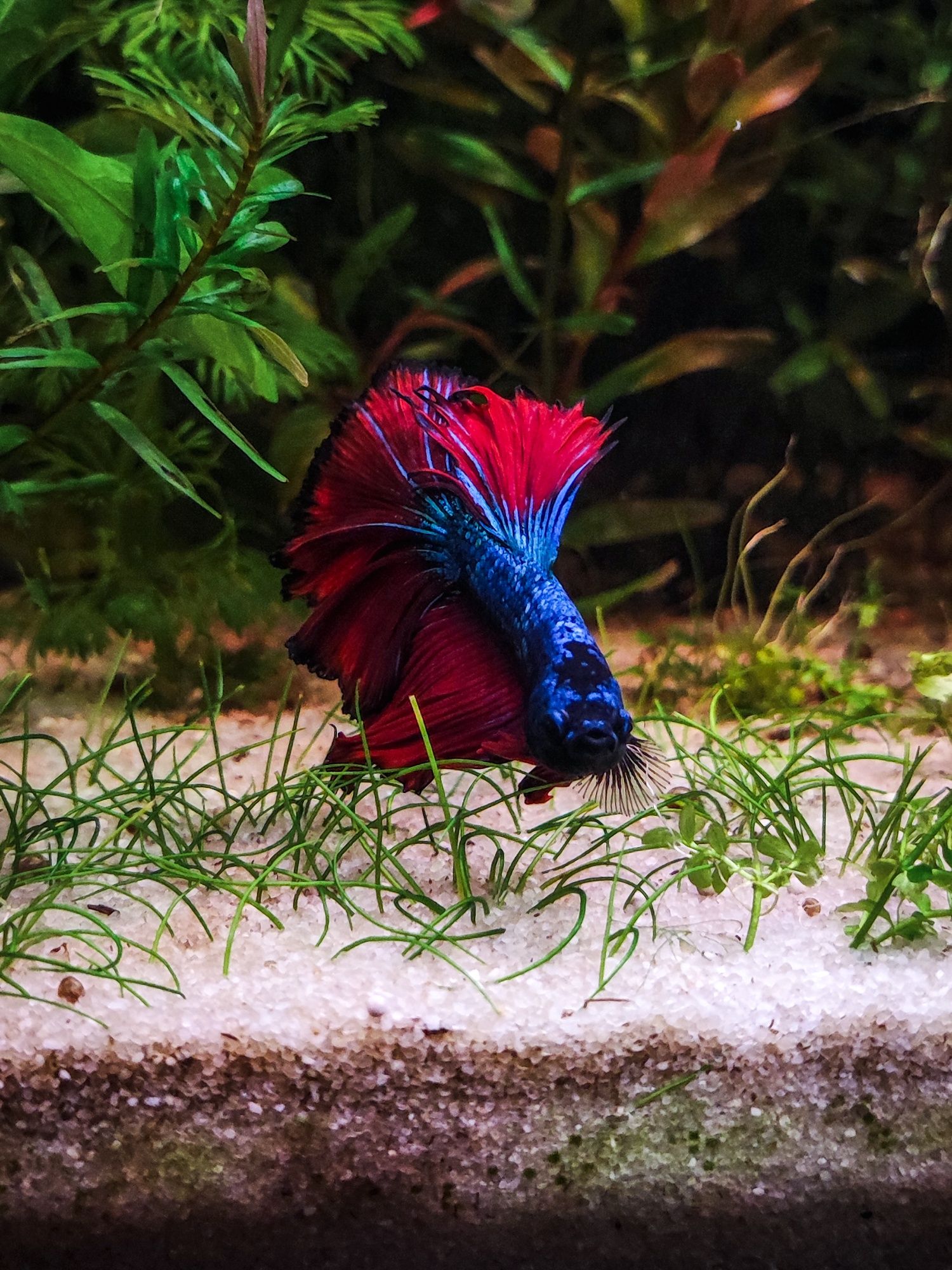 Betta splendens (foto real)
