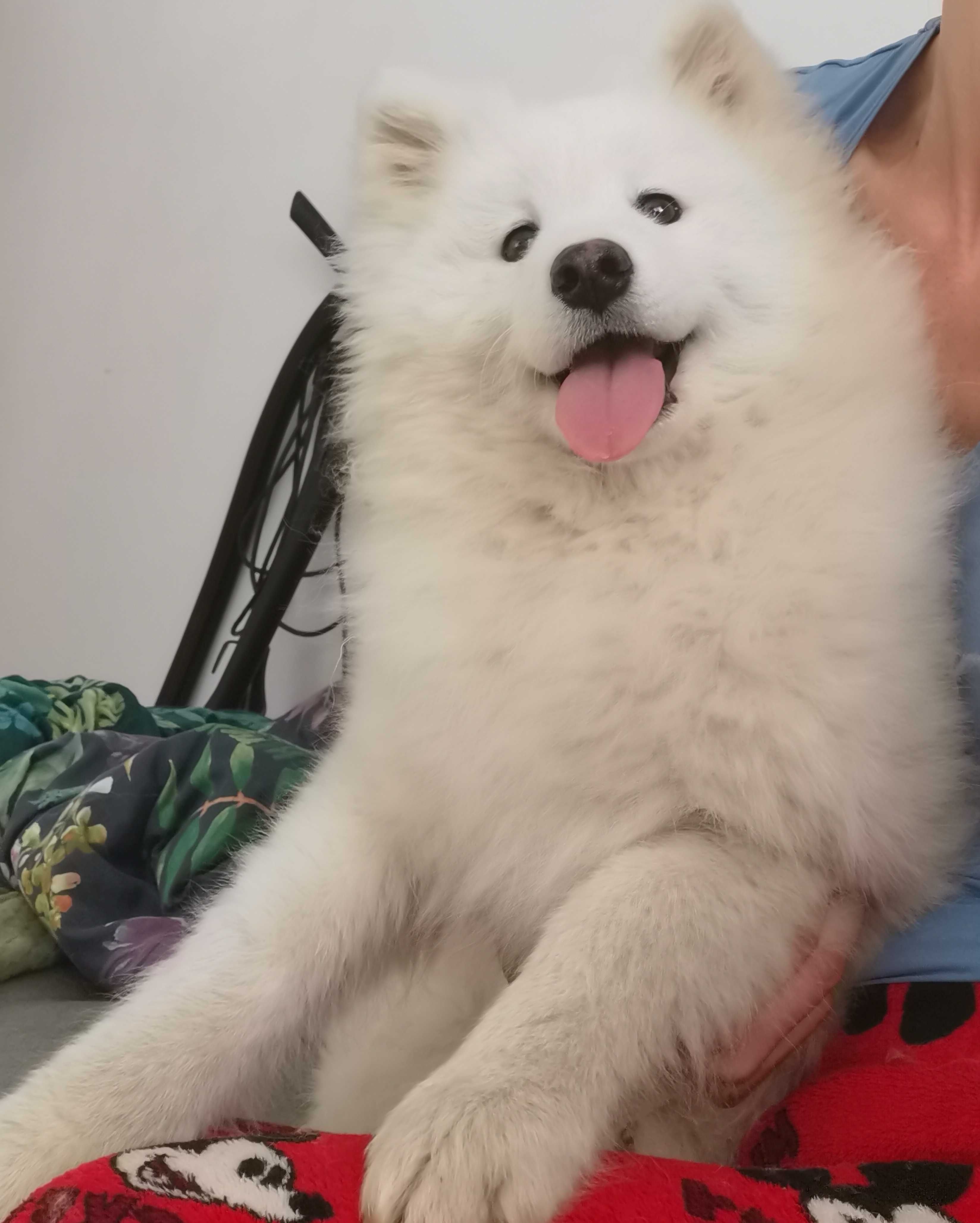 Samoyed 100% z rodowodem suczka samoyed szczenię śliczna