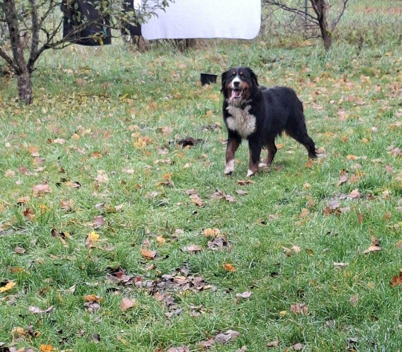 Bernieński pies pasterski suczka