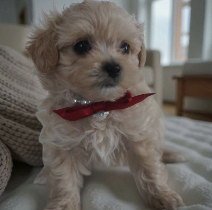 Dziewczynka Maltipoo do odbioru