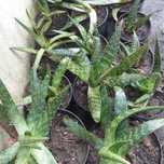 Piantas de aleovera