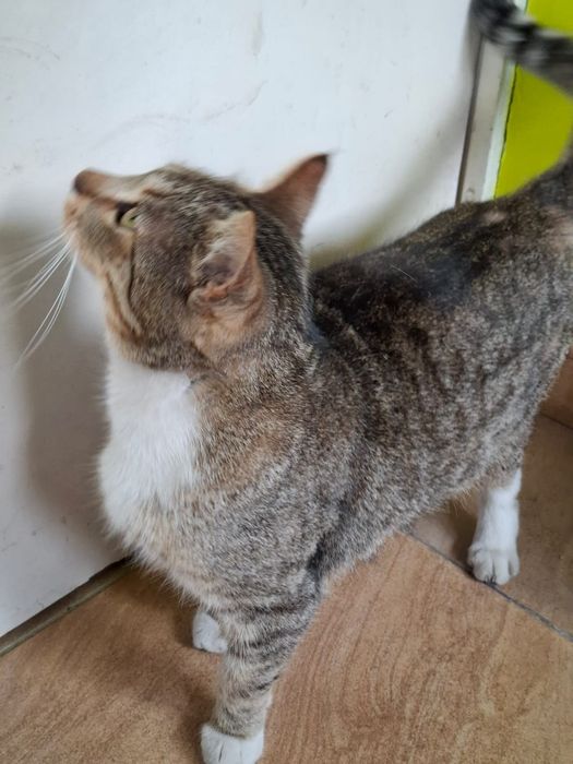 3 letni Kocurek szuka domu niewychodzącego