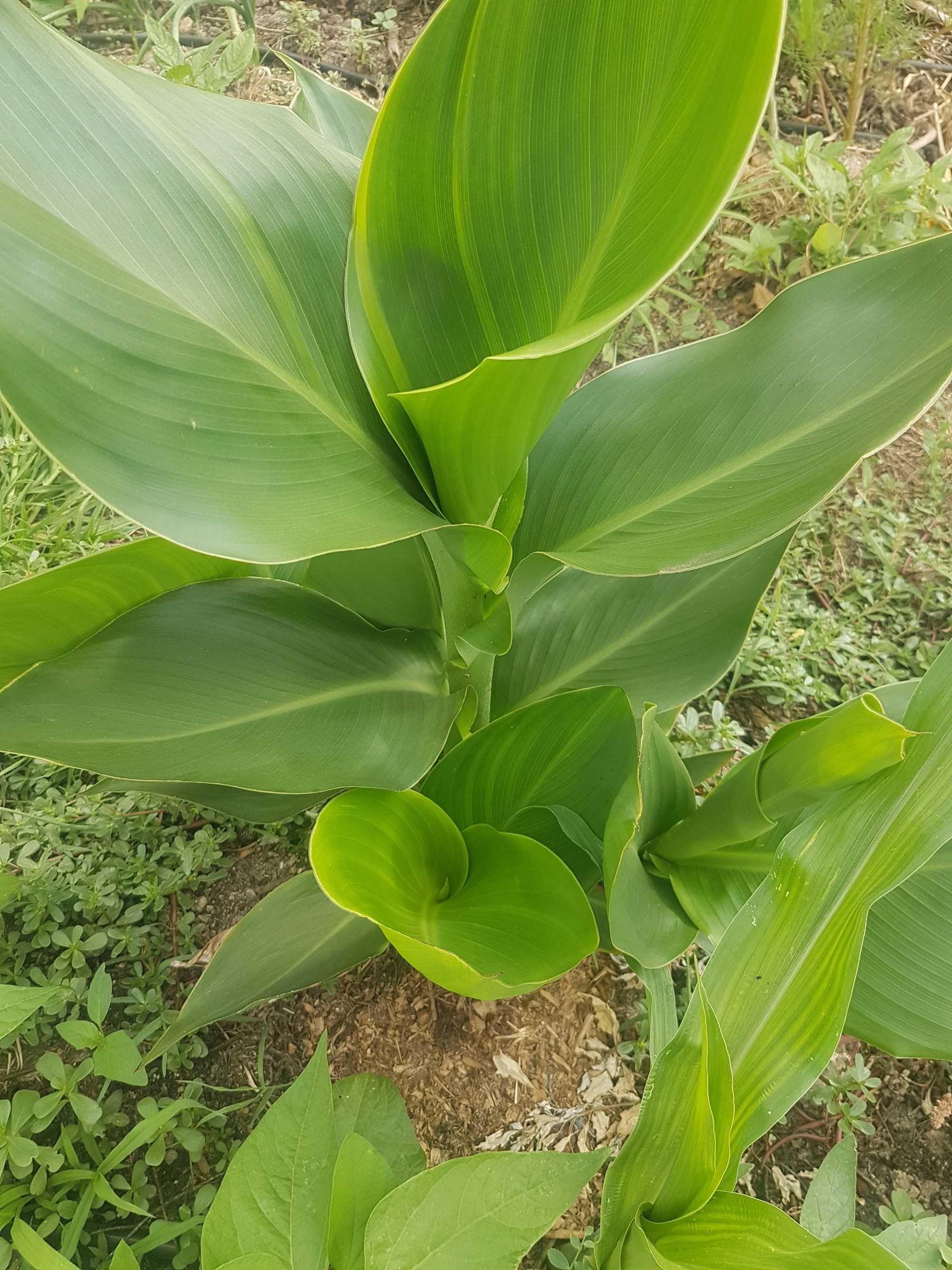 Lirio Canna ou Cana da India folha variegada / roxa / verde