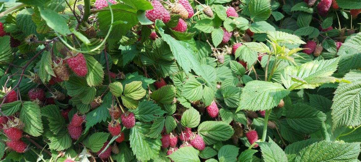 Maliny owoce prosto z plantacji