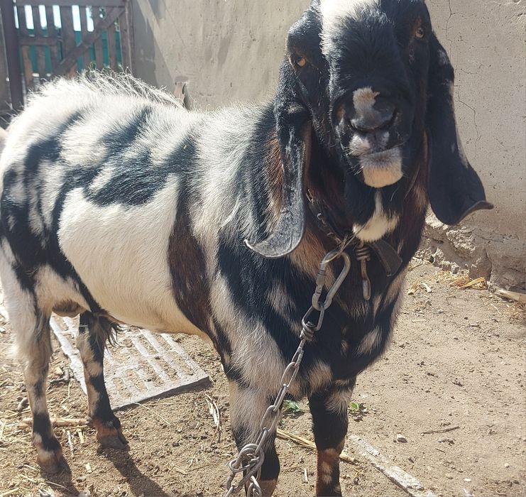 Продам англонубийского козлика чистокровный)