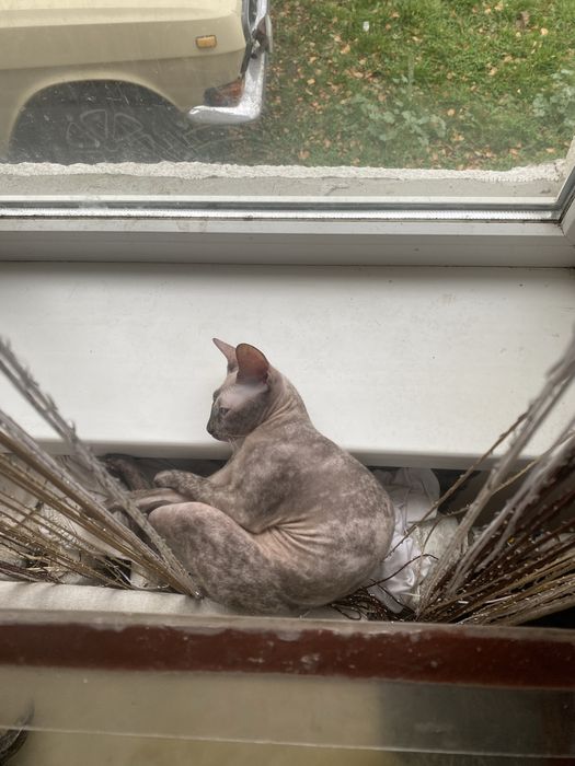 Сфінкс бархатна мраморна з голубими очима