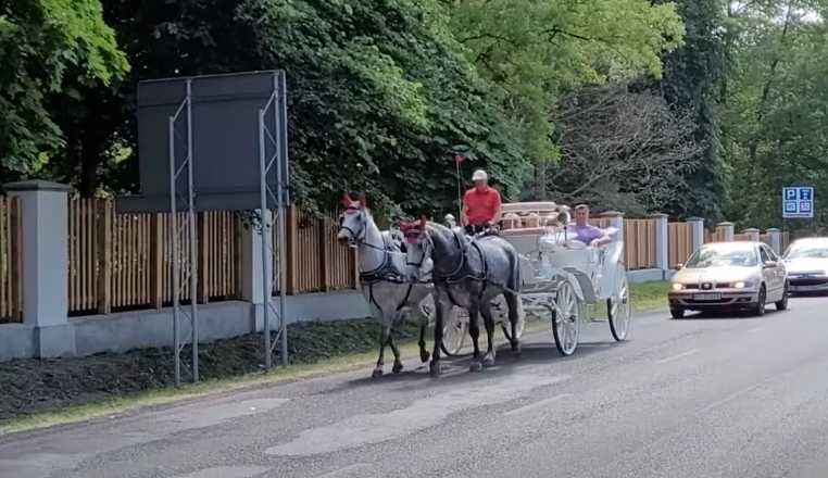 Para siwych klaczy do bryczki