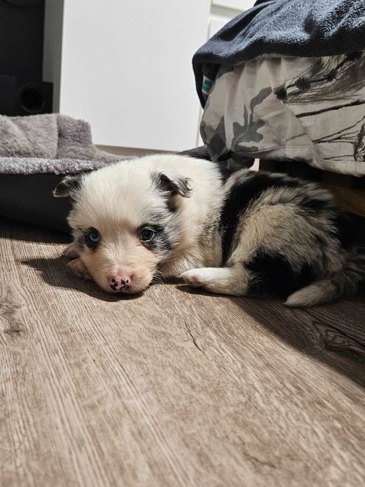 Suczka Border Collie