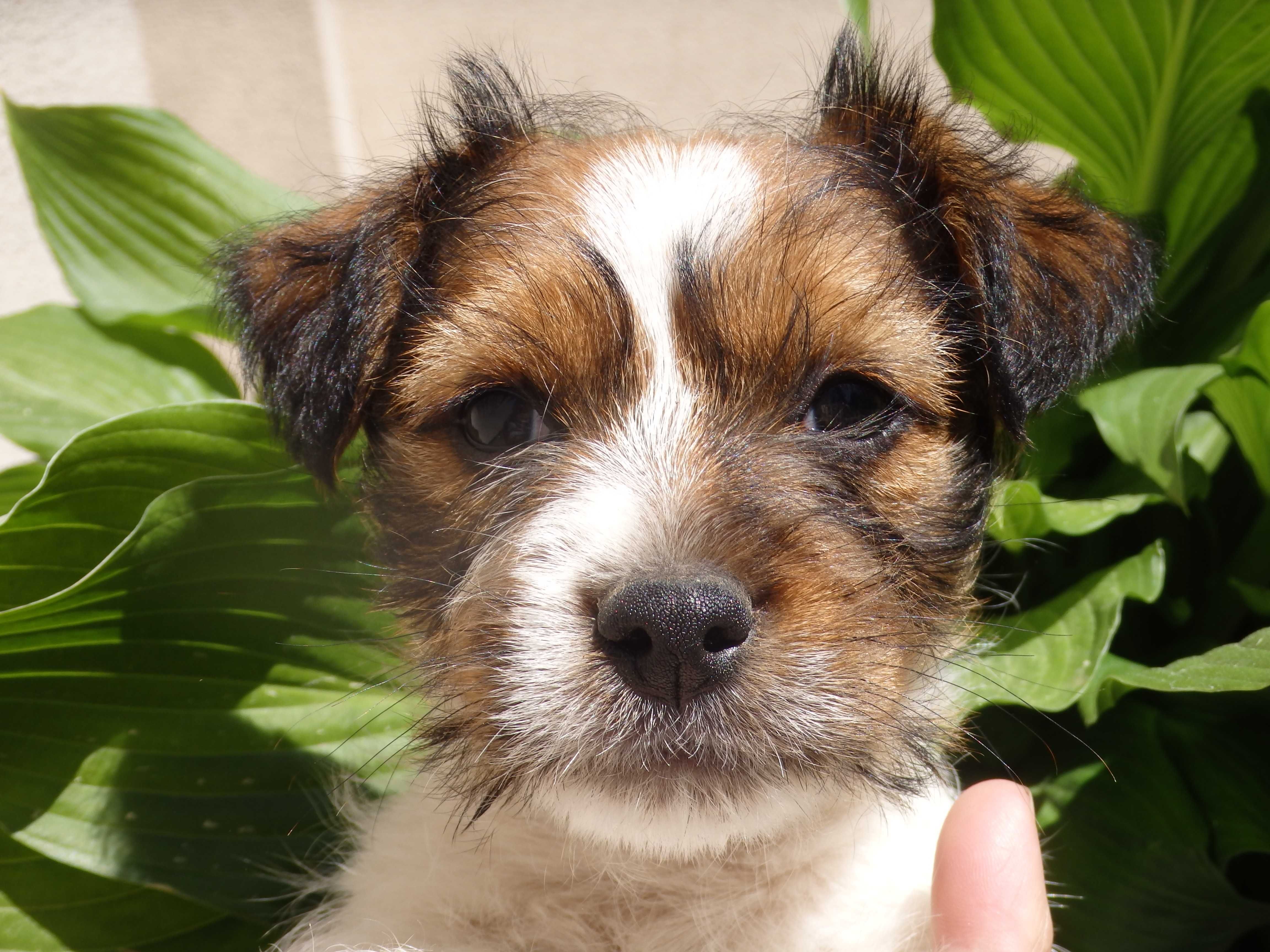 Jack Russell Terrier piękny SZORSTKOWŁOSY piesek READY for a new HOME