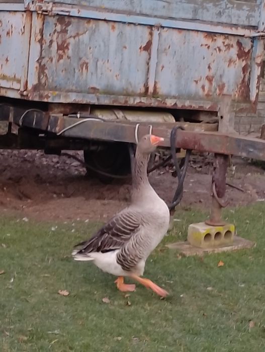 Sprzedam gęsi landes