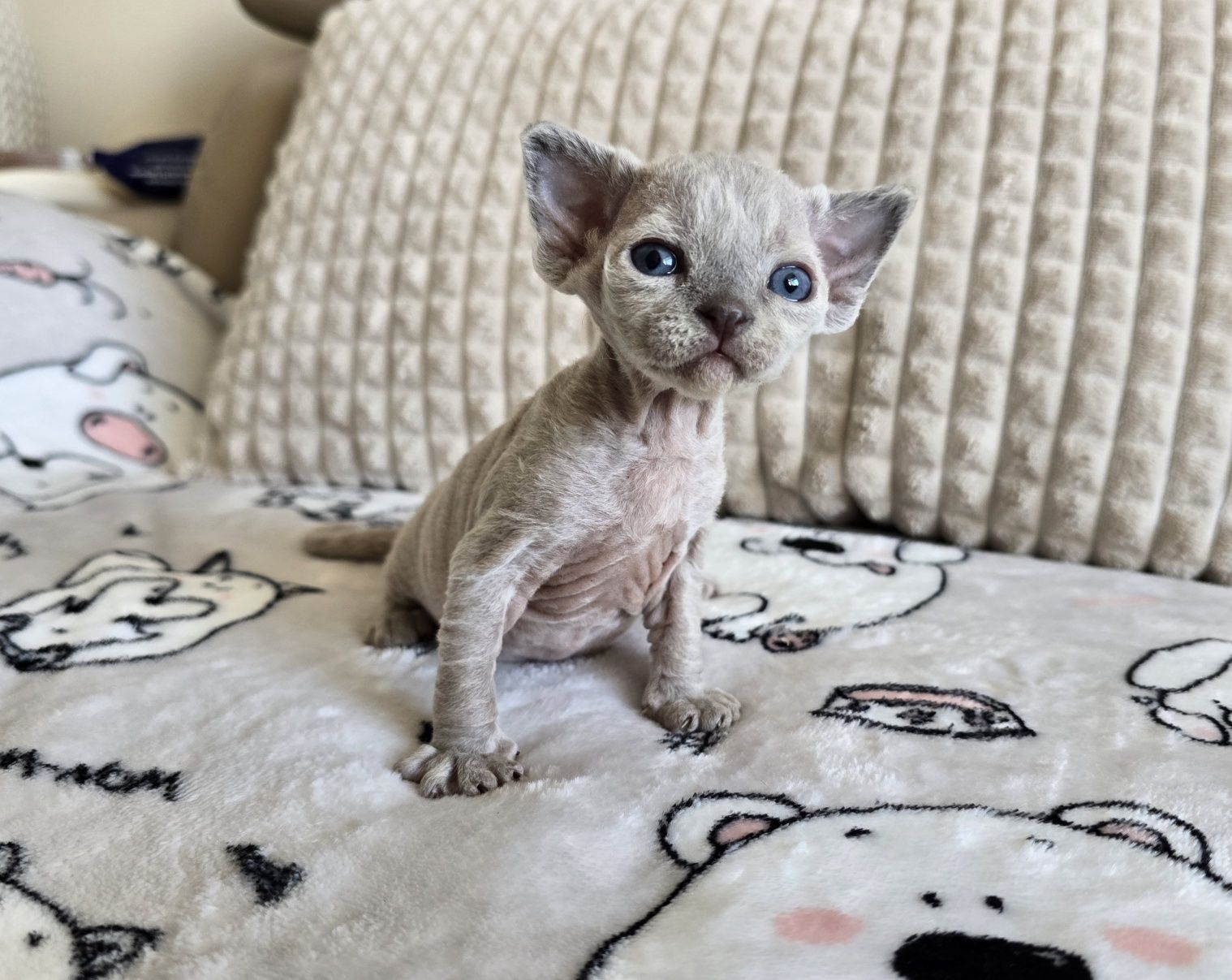 Devon Rex - Dostępna dziewczynka niebieska pointka - Trójmiasto