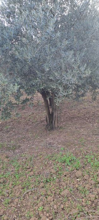 Oliveiras jardim ou lenha