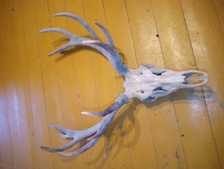 Poroże jelenia okazałe