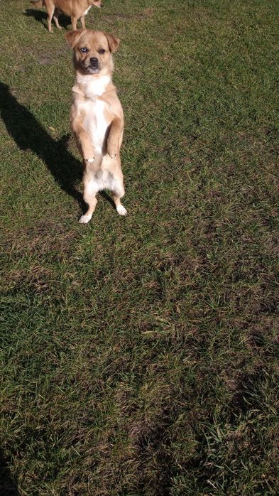 Całkiem darmo suczka pół roczna