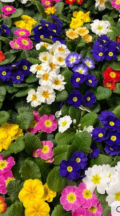 Primula, pierwiosnek 30 szt