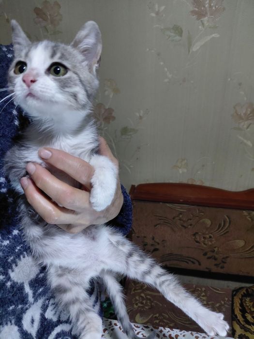 Кошеня шукає родину!