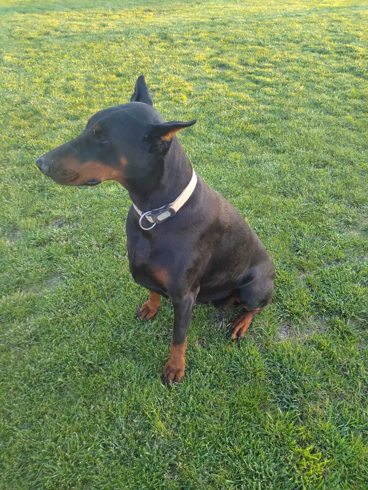 Doberman Preto Afogueado