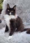 Maine Coon Klemens Walor.PL