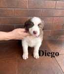 Border Collie, Piesek z Rodowodem, Rodzice przebadani, Diego