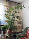 Fikus benjamin 120cm jednokolorowy