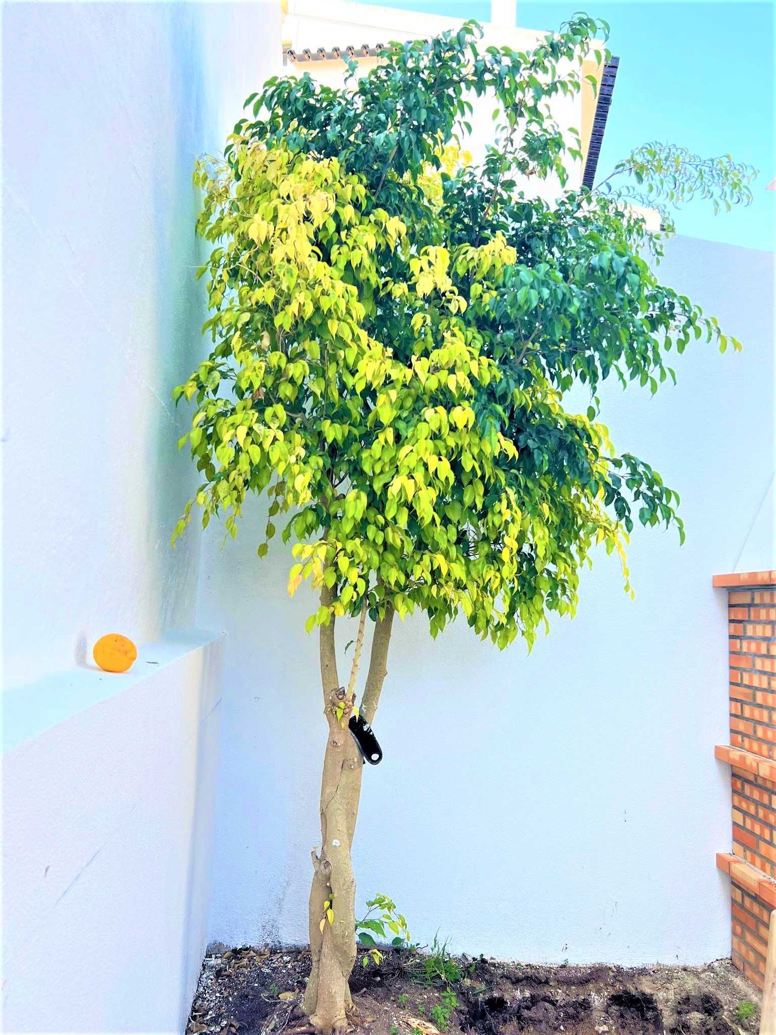 Arvore Ficus Benjamina Natural 3.20m sobre o solo