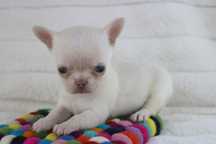 CHIHUAHUA MACHO pelo curto mini