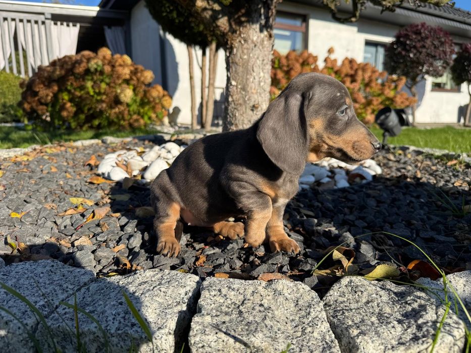 jamnik miniaturowy suczka blue