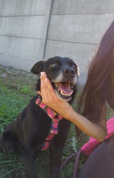 Muffinek czarny 10 latek