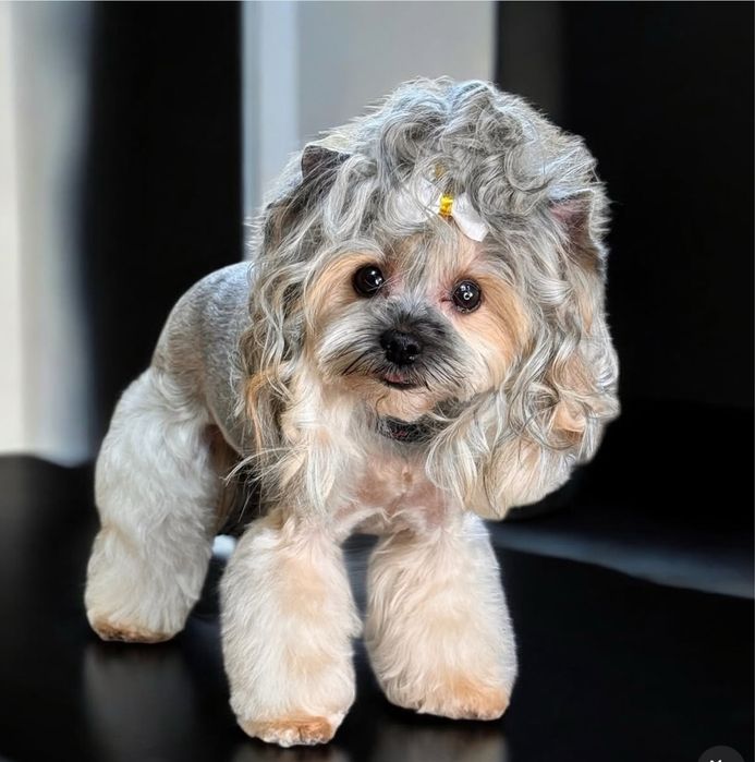 Стрижка собак,котов Грумінг