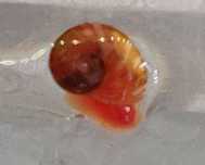 Caracóis Planorbis Corneus