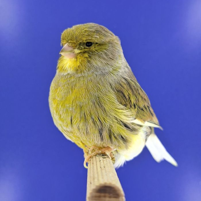 Kanarek, samczyki 03,01 - sprzedam, Wrocław