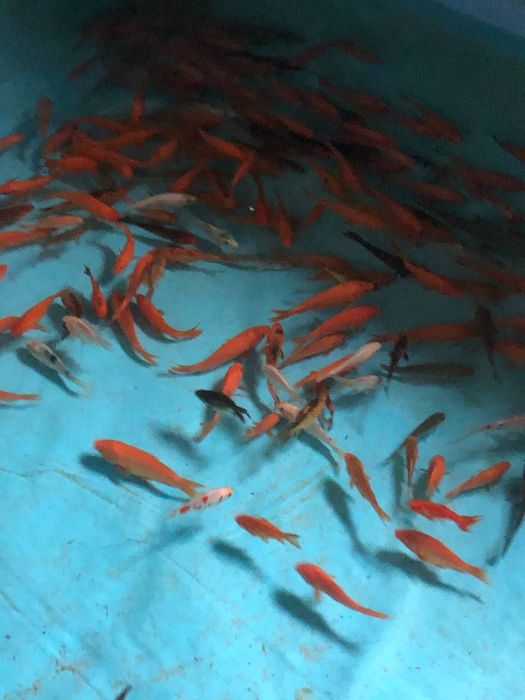 Короп кої в акваріум