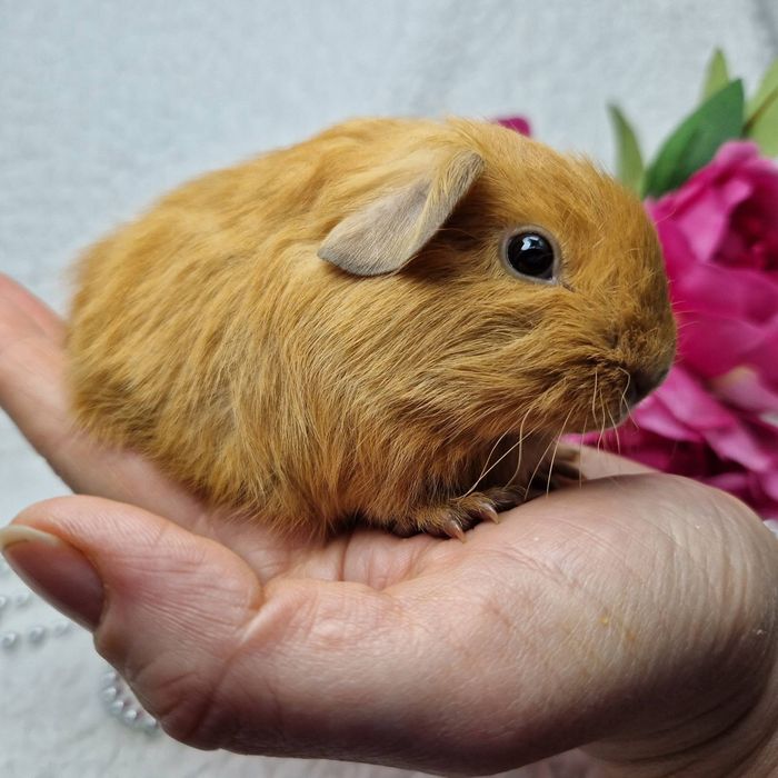 Морская свинка американская вислоухая рыжая, морские свинки