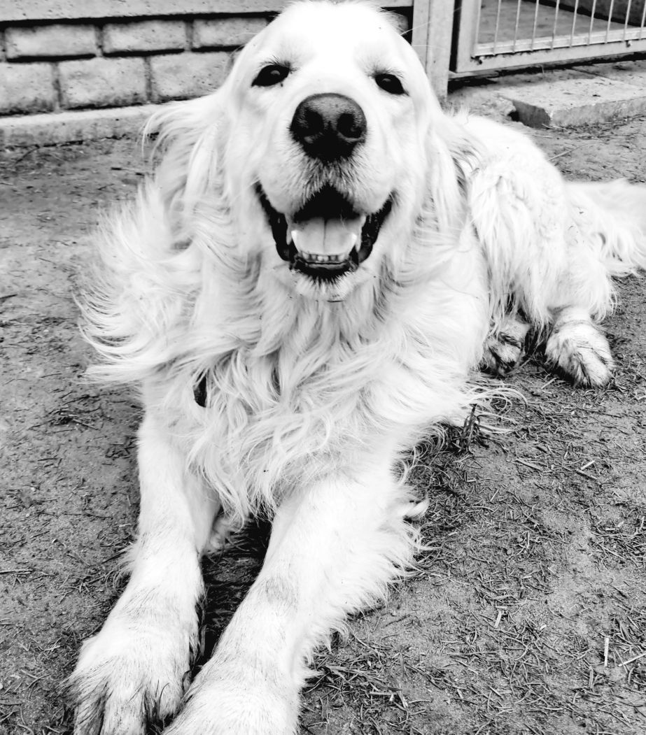 Śliczny mega samiec!!! Golden Retriever do odbioru RODZICE W HODOWLI