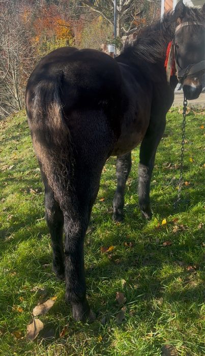 Продається Жеребчик 5міс  добрих великих коней