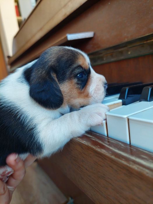 Szczeniak rasy beagle piesek suczka