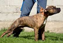 American Pit Bull Terrier ADBA unikalne krycie - piesek