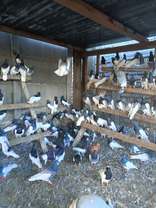 Lot Murzynow Warszawskich