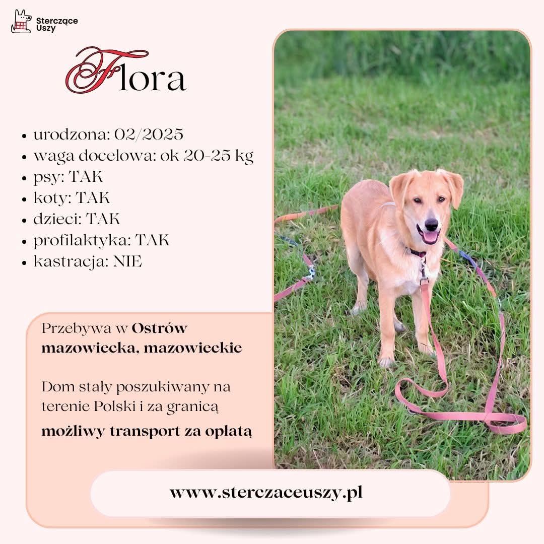 Oddam szczenięta do adopcji
