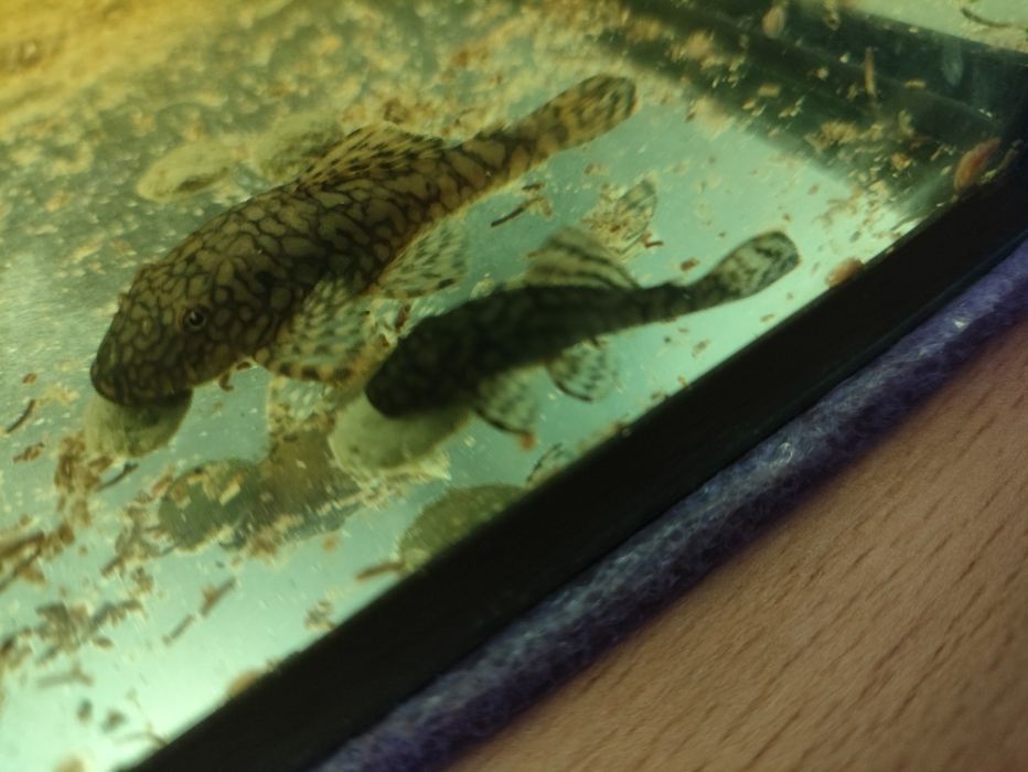 Zbrojniki l519, green dragon weloniaste